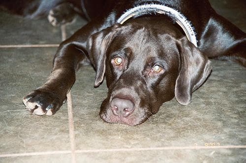 Labrador
