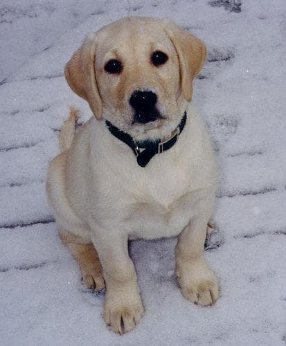 Labrador
