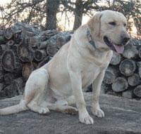 Labrador