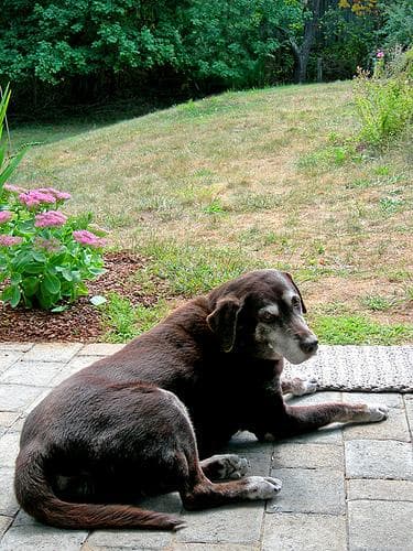 Labrador