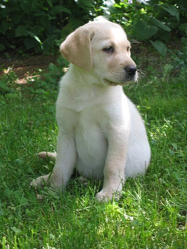 Labrador
