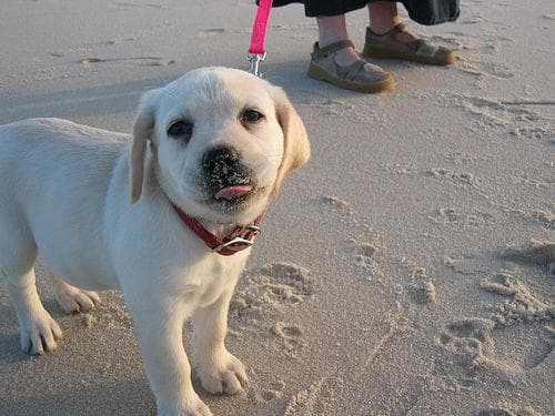 Labrador
