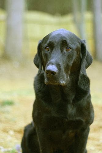Labrador