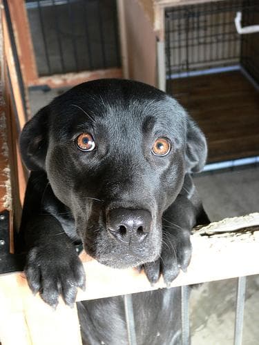 Labrador