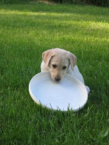 Labrador