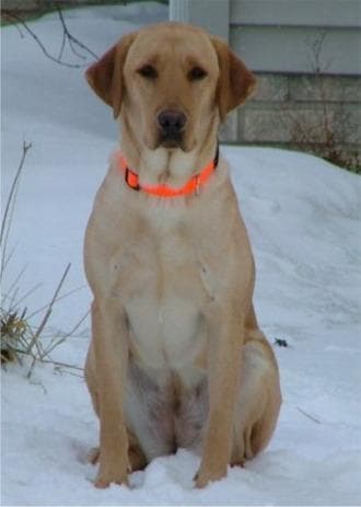 Labrador