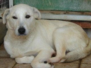 Labrador