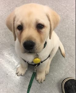 Labrador