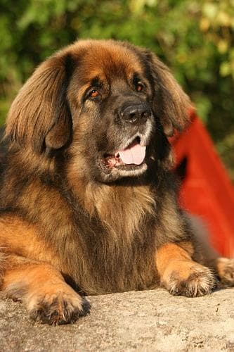 Leonberg