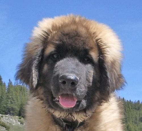 Leonberg