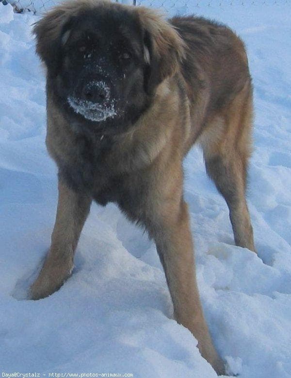 Leonberg