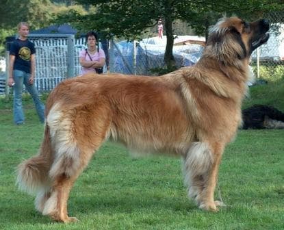 Leonberg