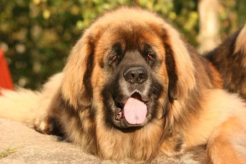 Leonberg