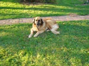 Leonberg