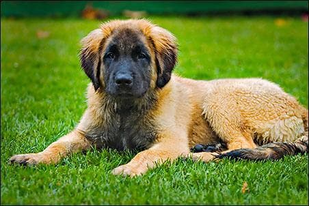 Leonberg