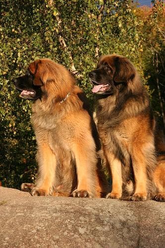 Leonberg
