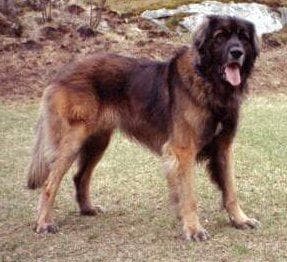 Leonberg