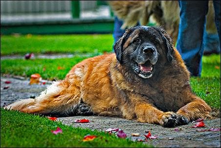 Leonberg