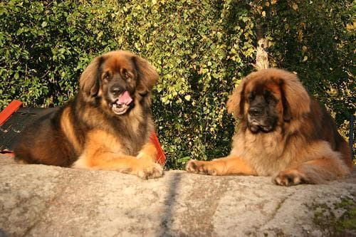 Leonberg
