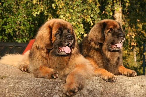 Leonberg