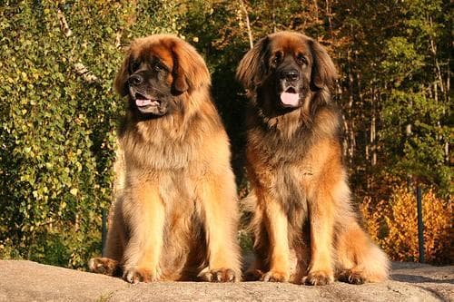 Leonberg