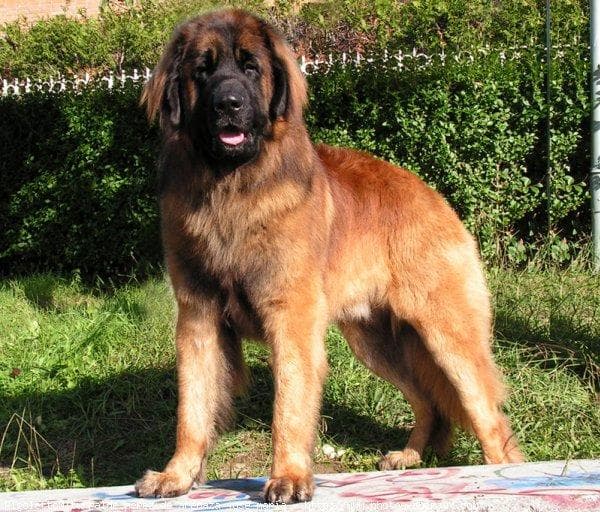 Leonberg