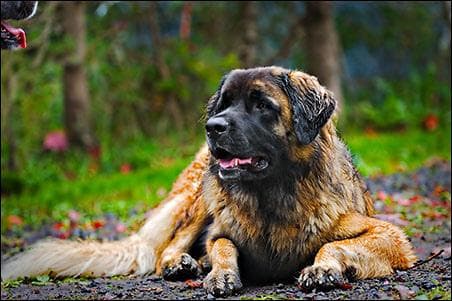 Leonberg