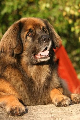 Leonberg