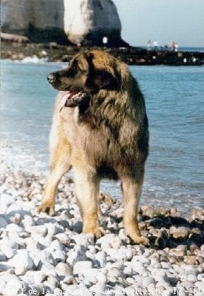 Leonberg