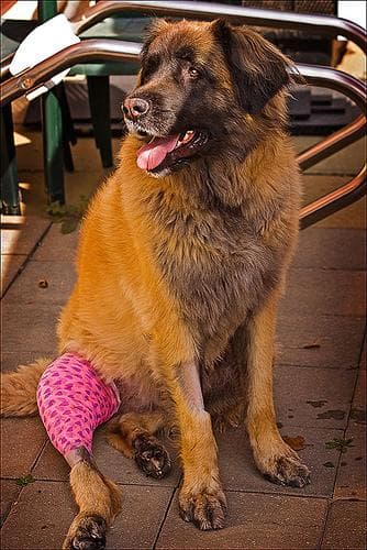 Leonberg
