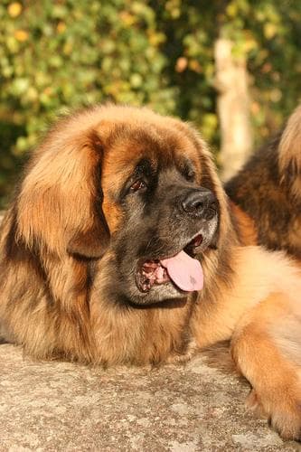 Leonberg