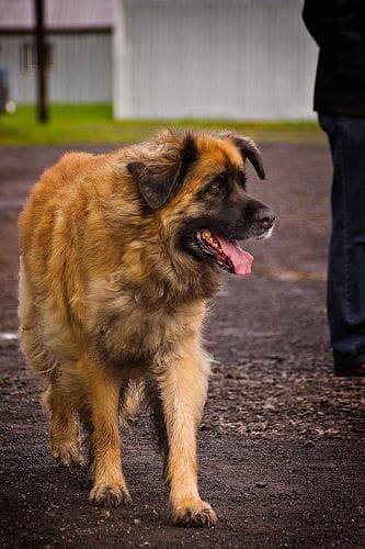 Leonberg
