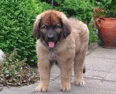Leonberg