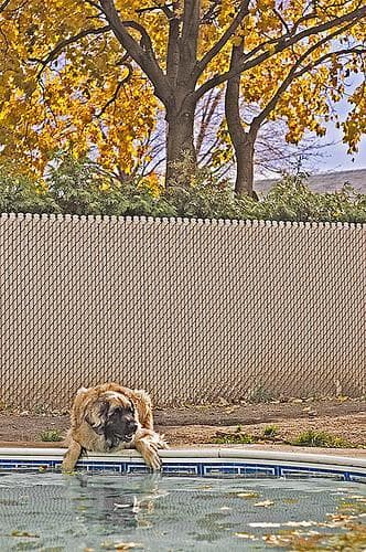 Leonberg