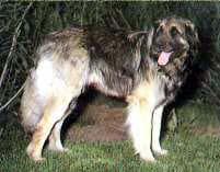 Leonberg