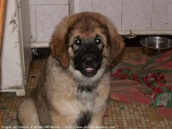 Leonberg
