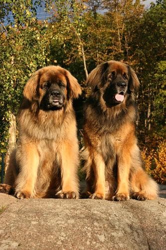 Leonberg