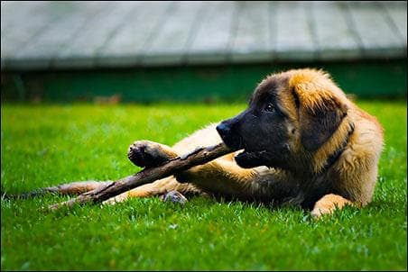 Leonberg