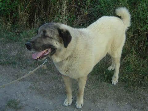 Leonberg