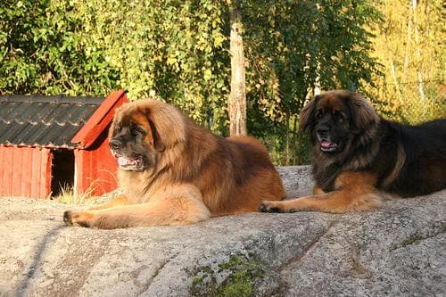 Leonberg