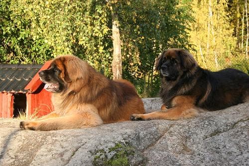 Leonberg
