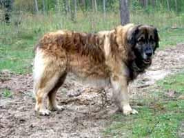 Leonberg