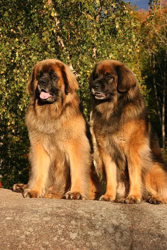 Leonberg