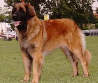 Leonberg