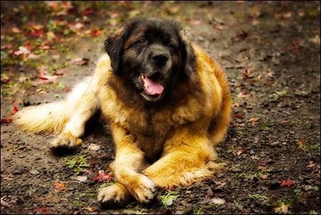 Leonberg