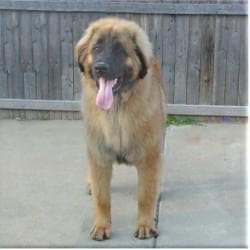 Leonberg