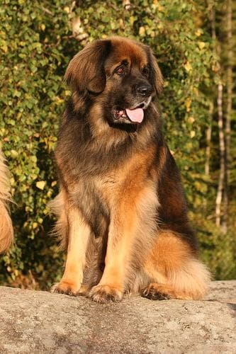 Leonberg