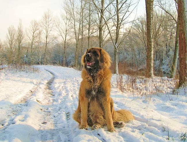 Leonberg