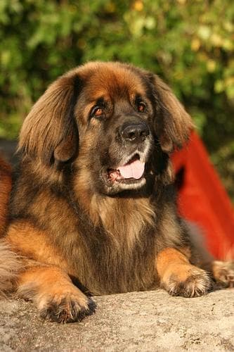 Leonberg