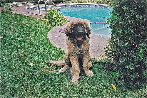 Leonberg